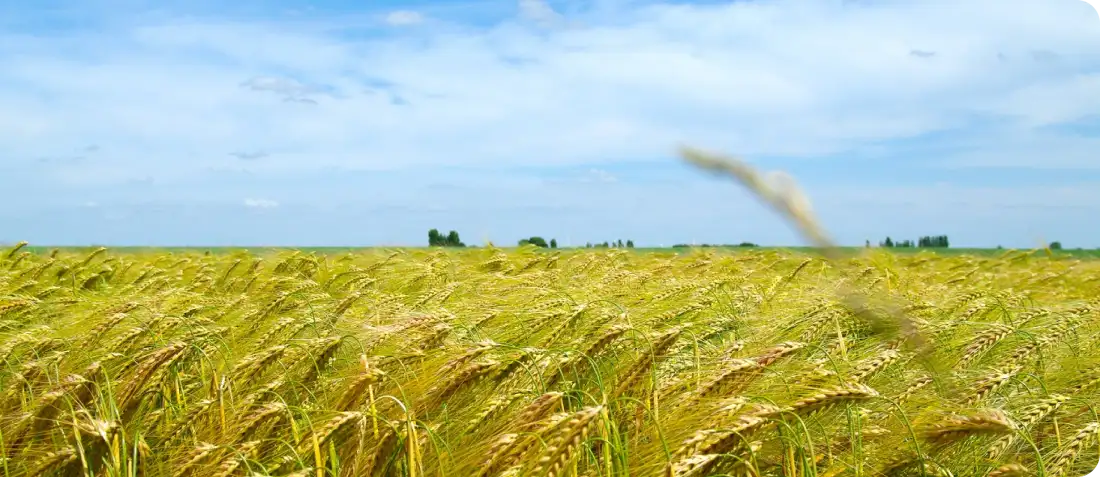 grass