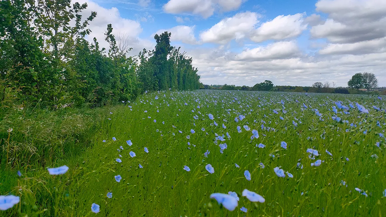 Champ de lin en fleur